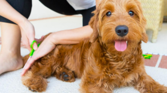 5 Tips for Caring for F1 Goldendoodles